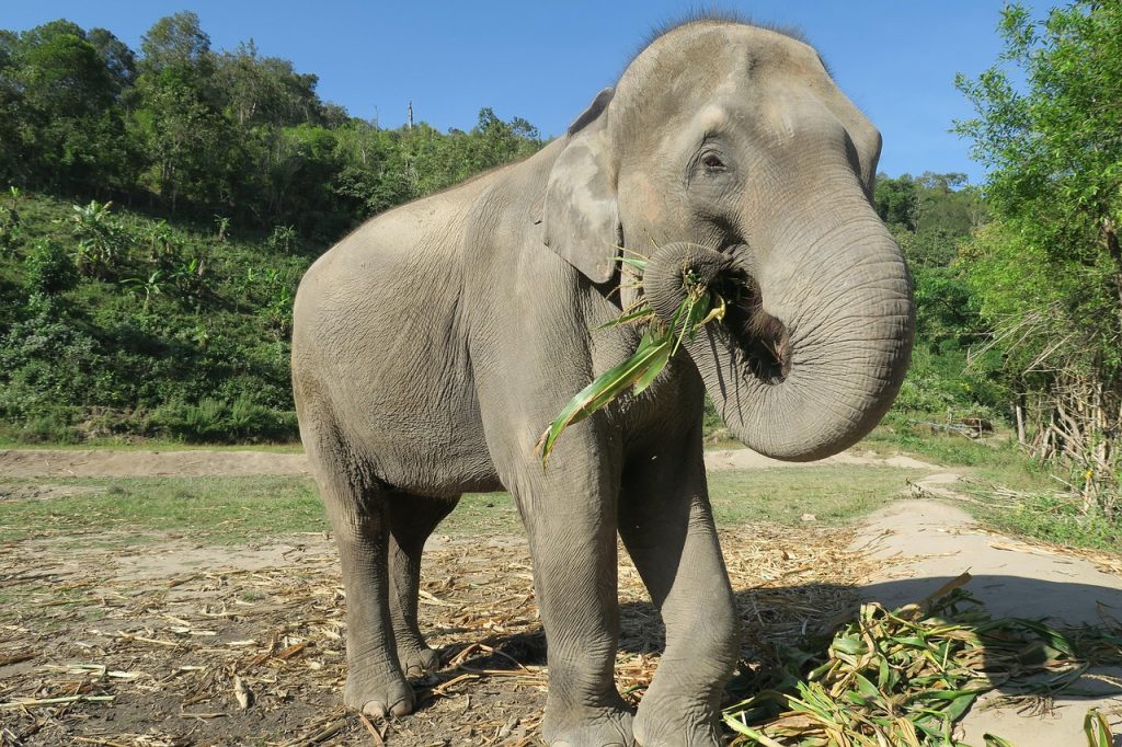 The Origins of Elephant Sanctuary Bali