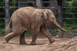 Elephant Sanctuary Bali: A Complete Guide for Visitors
