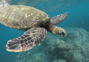 Bali Turtle Conservation: A Complete Guide for Nature Lovers