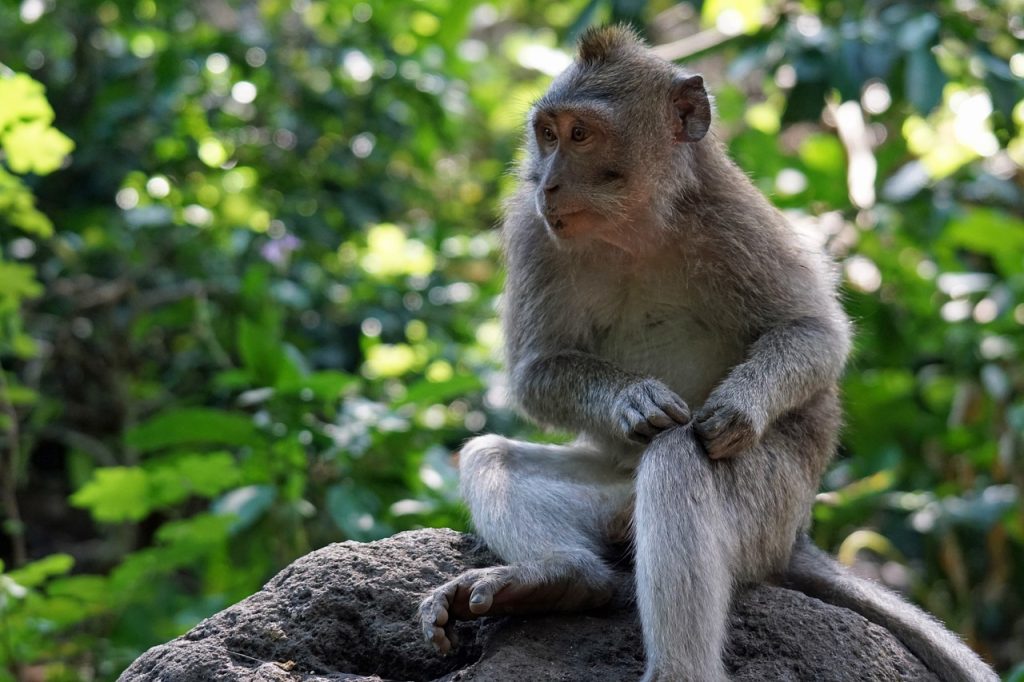 Monkeys in Bali: A Complete Visitor’s Guide